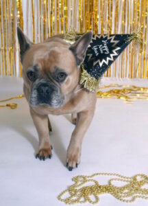french bulldog franzoesische Bulldogge Silvester party